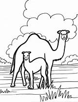 Camel Kleurplaat Kameel Dieren Kamel Colorir Kleurplaten Desenhos Camelo Coloriages Pintarcolorir Animaux Ausmalbild Worksheets Letzte Seite Animalplace sketch template