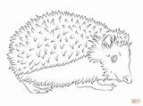 Igel Colorare Kostenlos Disegni Malvorlage Ausmalbild Ausdrucken Riccio Malvorlagen Ausmalen Hedgehog Coloring sketch template