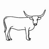 Longhorn Cattle Drawings Draw Paintingvalley sketch template