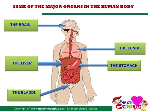human body main organs diagram  main organs   human body  poster bodemawasuma