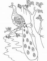 Peacock Coloring Drawing Kids Pages Tree Bird Adults Peacocks Cartoon Colouring Branch Realistic Printable Clipart Drawings Popular Letscolorit Perching Getdrawings sketch template