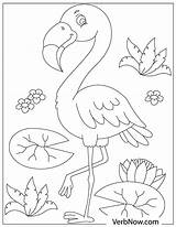 Flamingo Flamingos Verbnow sketch template