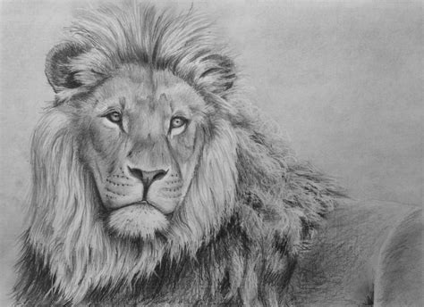 draw  lion  pencil  art lessons