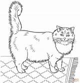 Coloring Cat Ragdoll Pages Printable Furry Realistic Cats Adults Print Colouring Color Supercoloring Kids Drawing sketch template