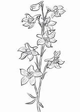 Larkspur Delphinium Coloring Colorear Violeta Flowers Dibujosonline Colorironline Birth sketch template