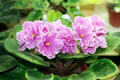 easy  grow indoor flowering plants love chic living