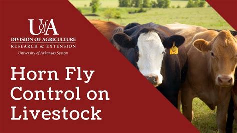 horn fly control on livestock and beef cattle youtube