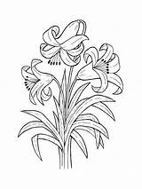 Pages Coloring Lily Flower Lilies sketch template