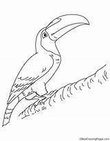 Toucan Coloring Pages Toco Color Getdrawings Printable Getcolorings sketch template