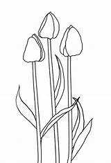 Tulip Coloring Flower Pages Outline Template Getdrawings sketch template