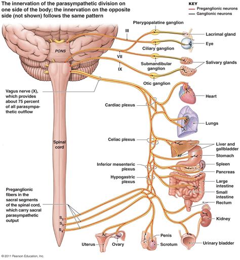 full nervous system diagram labeled modernhealcom