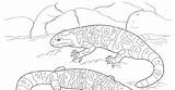 Coloring Desert Animals Gila Monster Pages Plants Color Print Template Getdrawings Getcolorings sketch template