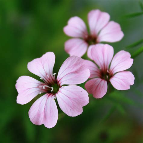 identification        petal pink flower