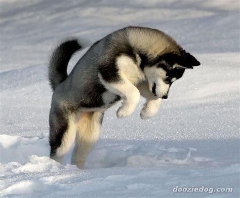 snow animals dogs jumping husky siberian husky siberian husky