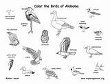 Coloring Birds State Alabama Bird Kids Wildlife Habitats Mammals Reptiles Amphibians Exploringnature Popular Fish Coloringhome Wetlands sketch template