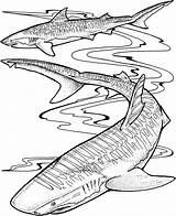 Tiburones Fish Sharks Effortfulg Coloringbay sketch template