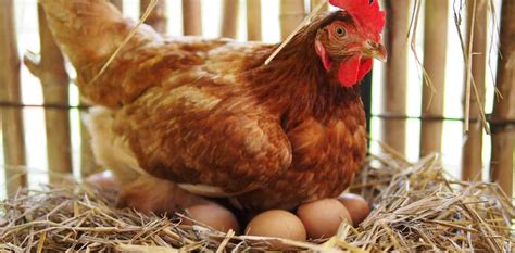 The Ultimate Guide To Egg Laying Chickens How Often