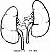 Kidneys Clipart Coloring Kidney Royalty Vector Rf Illustration Getcolorings Human Pages Clipartmag sketch template