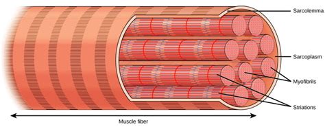 types  muscle tissue  fibers biology  majors ii