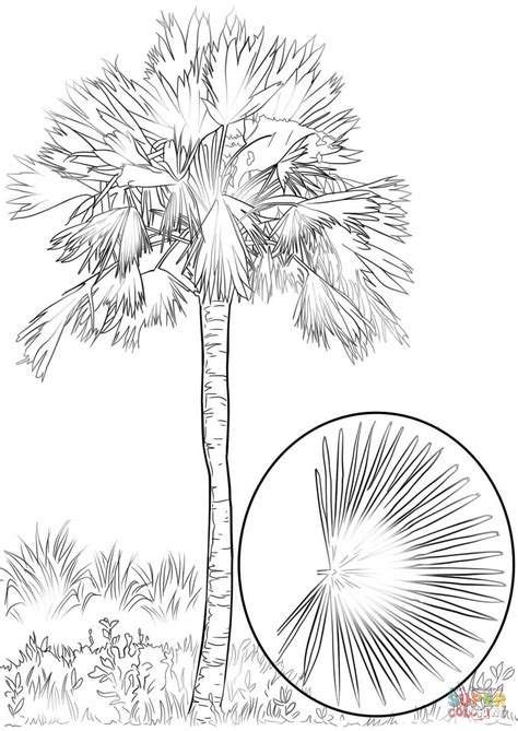 coloring pages  palm tree