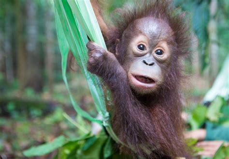orangutan tegar  paws  south africa