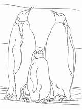 Emperor Kaiserpinguine Ausmalbilder Penguin Penguins Supercoloring Jungtier Ausdrucken Pinguine sketch template