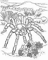 Coloring Tarantula Pages Spider Giant Sheet Color Printable Getcolorings Kids sketch template
