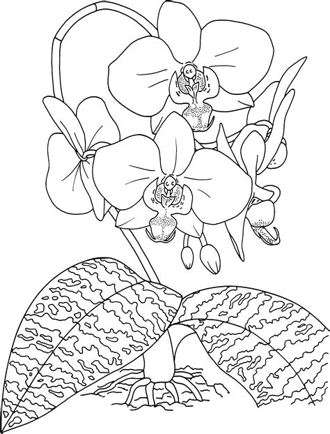 drawings  tropical flowers google search flower drawing flower