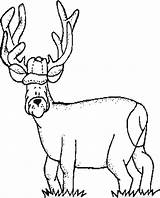 Coloring Hunting Pages Deer Color Popular Library Clipart Coloringhome sketch template