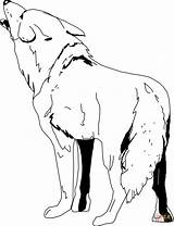 Coyote Kojot Drzewa Pniu Drukuj sketch template