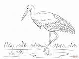 Stork Coloring Pages Clipart Storks Drawing Printable Popular sketch template