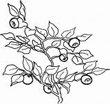 Colorat Berries Fructe Afine Toamna Planse Fruits Struguri sketch template