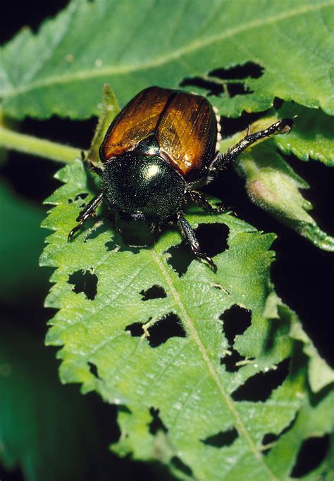 japanese beetles   control kill  rid  japanese beetles