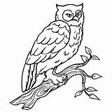 Owl Branches Coloring Printable Print sketch template