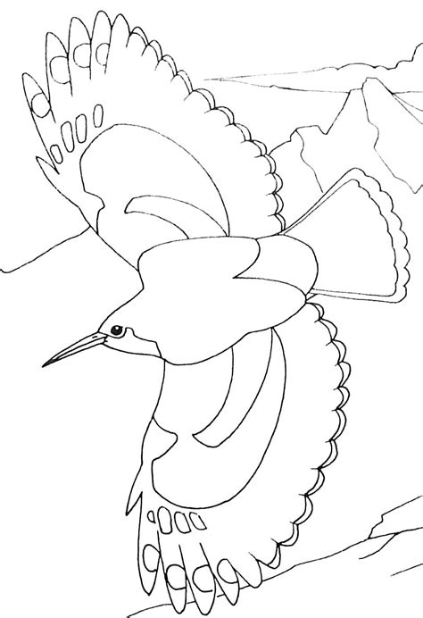 bird flying animal coloring pages  kids  print color