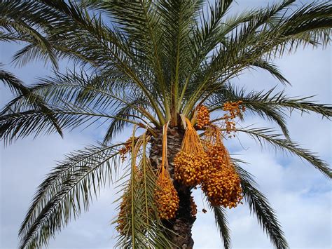 date palm  phoenix  photo  pixabay