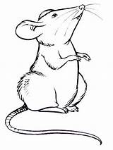 Rat Coloring Colouring Pages Rats Animals Pet Color Choose Board Sketch sketch template