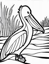 Coloring Pelicans California Brown Designlooter Pelican Bird Pages sketch template