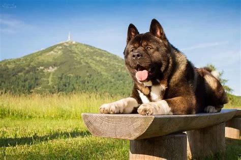 1000 Images About American Akita My Love ️ On Pinterest