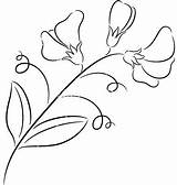 Pea Sweet Flower Drawing Draw Drawings Flowers Line Vector Easy Bouquet Thêu Cổ iển Ren Imgarcade Visit Getdrawings Paintingvalley Choose sketch template