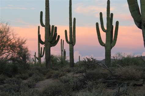 cowboy kisses saguaro cactus