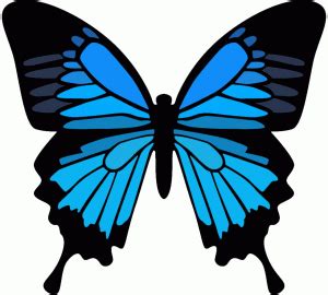 pin  butterflies full wing