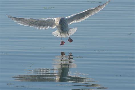 bildet hav vann natur fugl vinge hvit dyr seabird fly  dyreliv flygning bla
