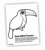 Coloring Toucan Pages Keel Billed Birdorable Designlooter Bird 39kb sketch template