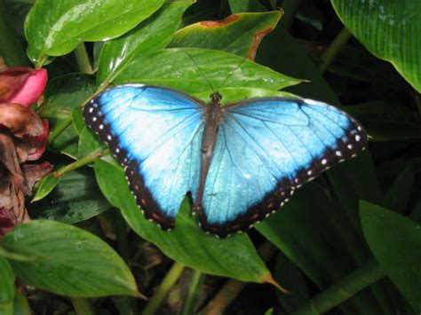 news butterfly butterfly