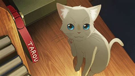 whisker   sweet cat life  drink   anime anime
