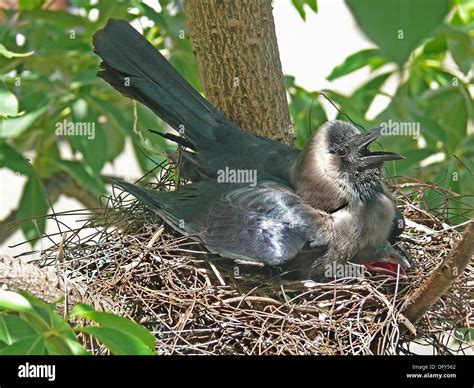carrion crow nest  res stock photography  images alamy