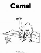 Camel Coloring Sally Template sketch template