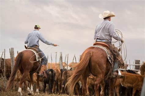 long arc  cattle ranching  jackson hole