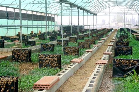 start profitable snail farming  nigeria afrimashcom nigeria